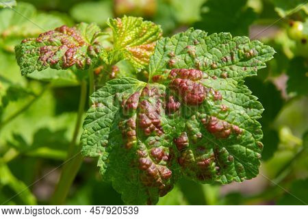 Aphids Curled Foliage, Close Up Leaf Curled On Cherry Tree, Prunus Sp, Caused By Black Cherry Aphid,