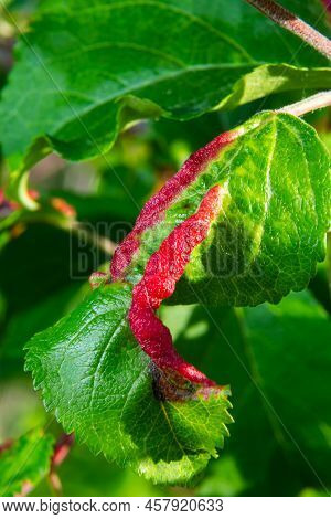 Aphids Curled Foliage, Close Up Leaf Curled On Cherry Tree, Prunus Sp, Caused By Black Cherry Aphid,