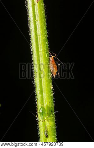 Macrosiphum Rosae, The Rose Aphid Is An Aphid Of The Family Aphididae, Hemiptera