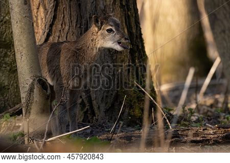 Juvenile Mouflon Bleating In Forest In Spring Nature
