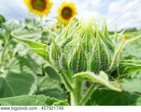 Bright Sunflower Flowers In The Field, Close-up
