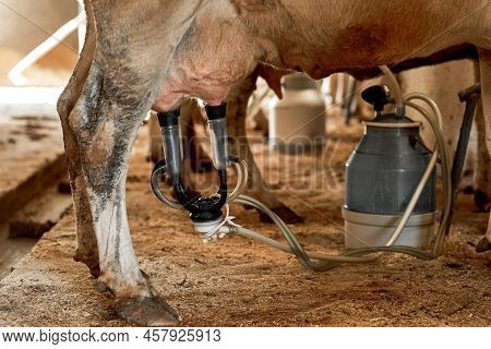 Partial View Of Cow Milking With Milking Machine To Can In Cow Shed On Farm. Modern Automatic Agricu