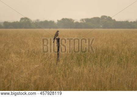 Common Kestrel Or European Kestrel Or Falco Tinnunculus Bird Perched On Branch During Winter Migrati