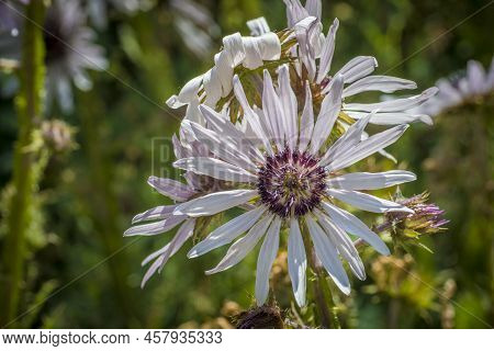 Berkheya Purpurea Is A Perennial Member Of The Subfamily (arctotideae) Of The Family Asteraceae Of F
