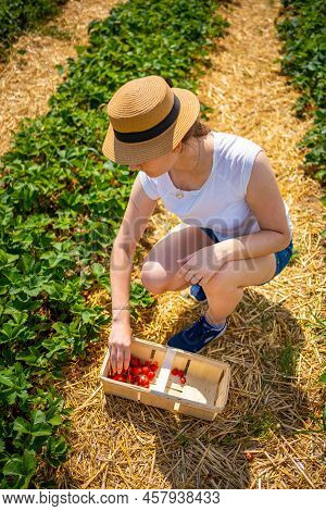 Young Woman Picking Strawberries In Self-picking Plantation In Czech Republic