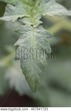 Close Up Of Tomato Leaf In The Garden