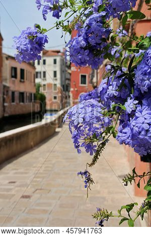 Violet-blue Flowers Of The Earlobe Lead, Blooming Flowers In A Window Against A Typical Venetian Str