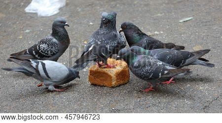 A Group Of Pigeons Peck A Loaf Of Bread On The Asphalt