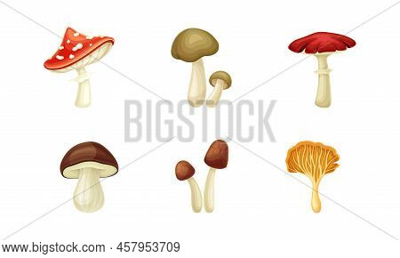 Forest Mushroom Or Toadstool With Stem And Cap Isolated On White Background Vector Set