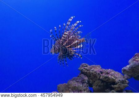 Striped Exotic Lionfish-zebra Swims In The Blue Water. Other Names: Dendrochirus Zebra, Zebra Turkey