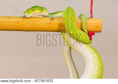 Corallus Caninus - Green Snake Coiled Into A Ball.