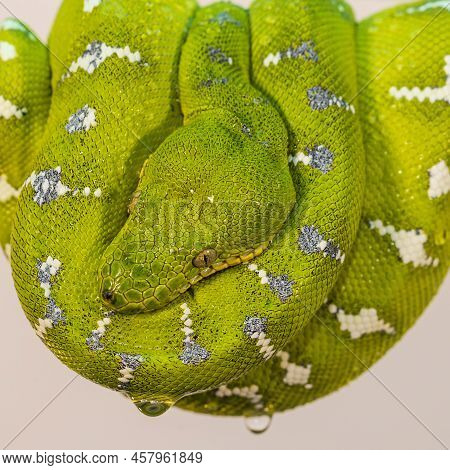 Corallus Caninus - Green Snake Coiled Into A Ball.