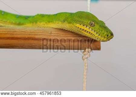 Corallus Caninus - Green Snake Coiled Into A Ball.