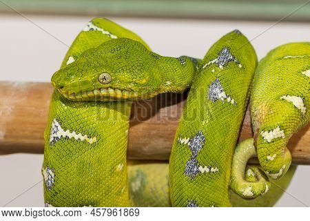 Corallus Caninus - Green Snake Coiled Into A Ball.