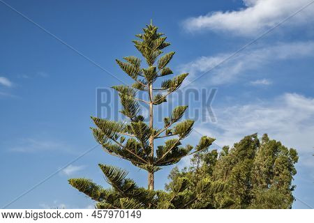 Cook Pine Tree Closeup In Sunny Summer Day