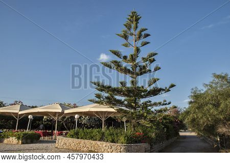 Cook Pine Tree Closeup In Sunny Summer Day