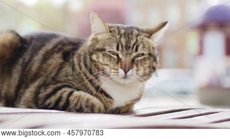A Striped Stray Cat On A Park Bench. Shelter For Stray Cats And Dogs.