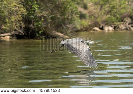 Gray Heron, Ardea Cinerea, Flying Over Ribarroja Reservoir, Aragon, Spain