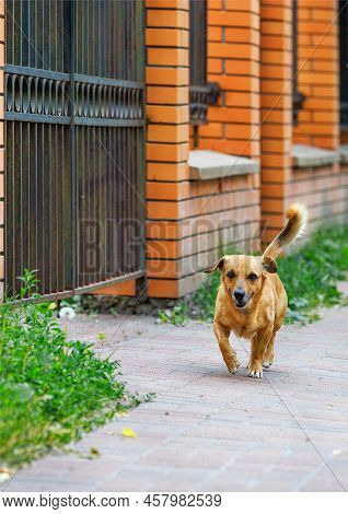 In Summer, A Red-haired Mongrel Runs Merrily Along The Sidewalk Along The Orange Brick Fence. Vertic