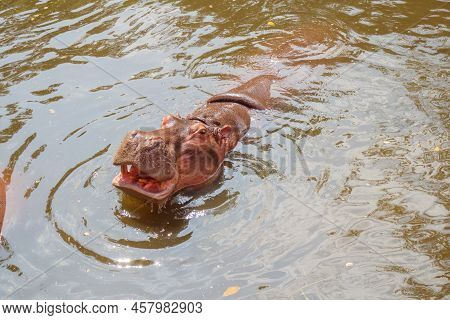 Common Hippopotamus (hippopotamus Amphibius) In The Water