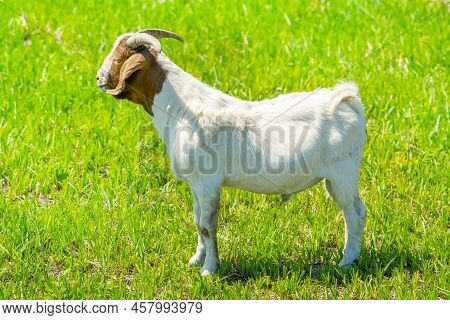 Nubian Goat. It Is A British Breed Of Domestic Goat. Breed Originated From The Crossing Of Native Br
