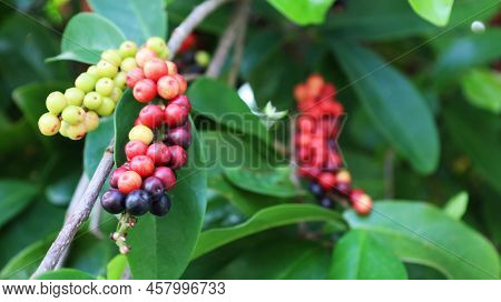 Thai Blueberry Fruit On A Tree. Close-up Of Mhakmao (antidesma Puncticulatum Miq) Thai Fruit Has Det