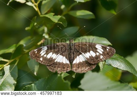 White Admiral Is A Woodland Butterfly. Beautiful Black And White Butterfly.