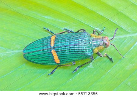 Insect From Thailand