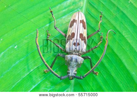 Insect From Thailand