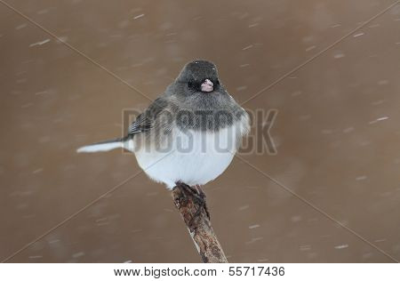 Junco On A Snow-covered Branch