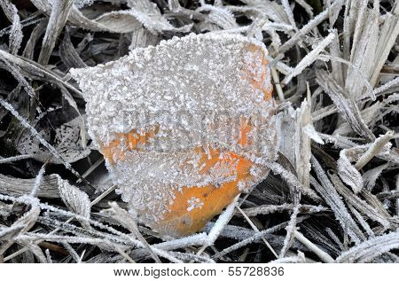 Close up of a leaf forzen in the winter with frost