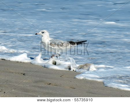 Herring Gull on the beach