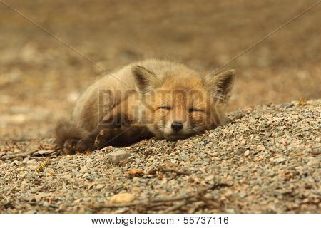 Red Fox Kit Sleeping