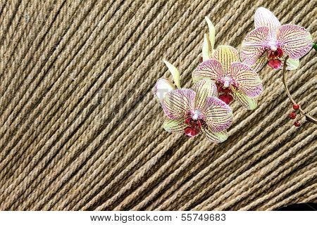 Abstract background of flowers. Close-up.