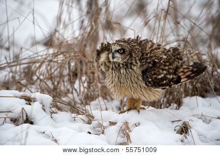 Short Eared Owl