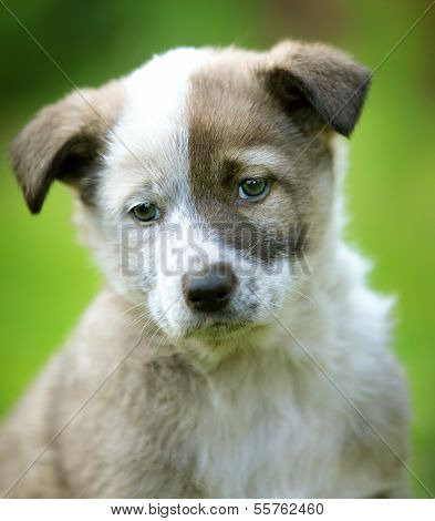 Small grey puppy on the green grass