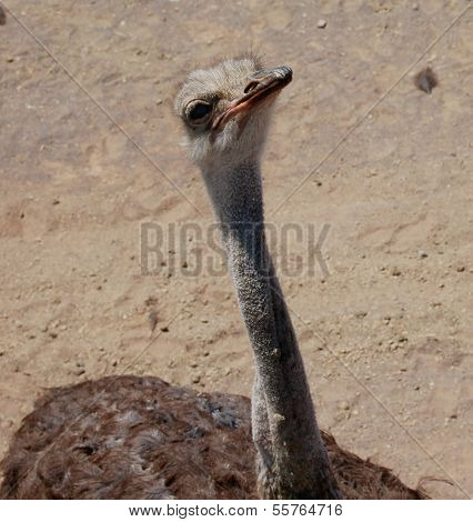 Ostrich Looking Up