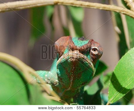 Two-way Chameleon