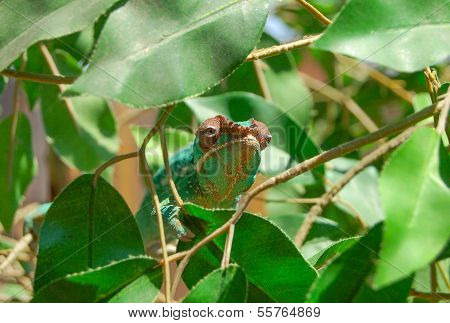 Relaxed Chameleon