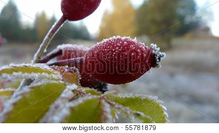 Red Rosehip in Frost