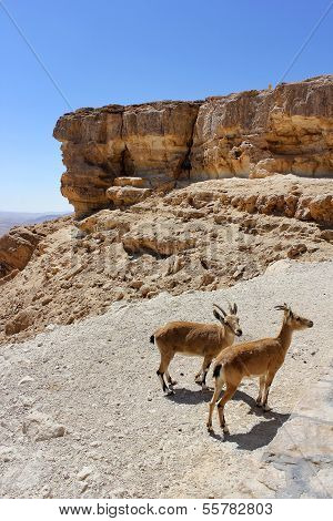 Pair Of Young Of Mountain Goats
