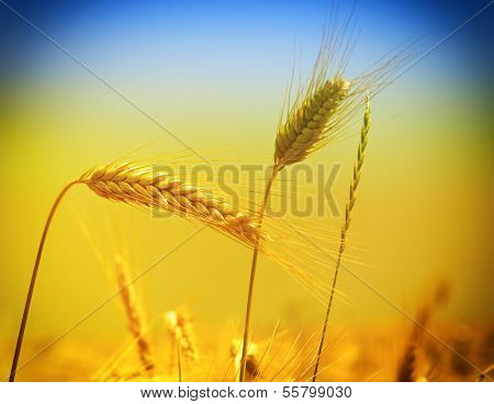 gold yellow wheat