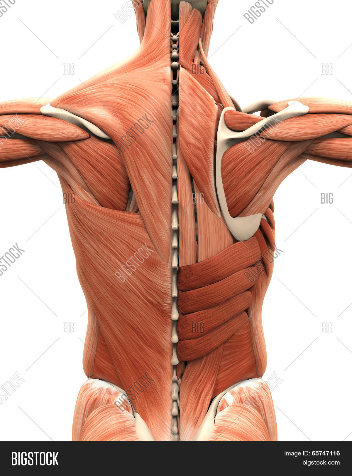 Muscular Anatomy Back Image & Photo (Free Trial) Bigstock