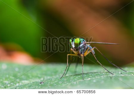 Long-legged Fly