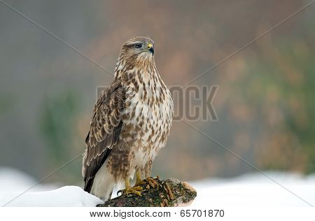 Common buzzard