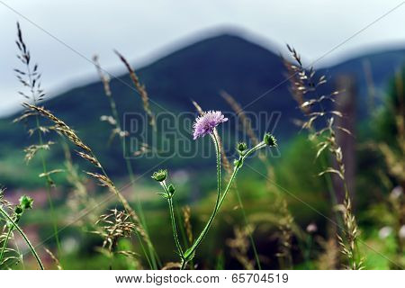 Field Flowers And Cones