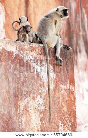 Monkey at the Jaigarh Fort, Rajasthan, India