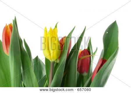 Kytice barevné tulipány na bílé 3