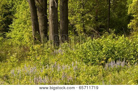Blue Lupine Wildflower