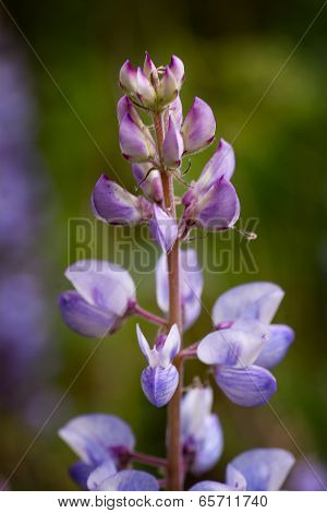 Blue Lupine Wildflower